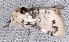Iropoca rotundata