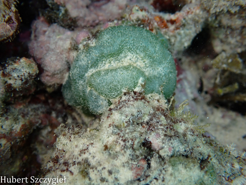 Dictyosphaeria versluysii observed 2026-02-15