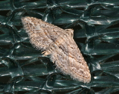 Araeopteron canescens