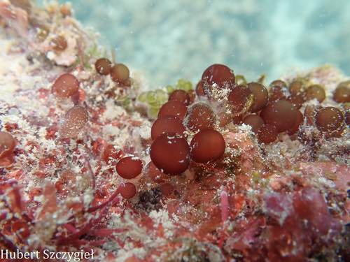 Botryocladia, 2026-02-15