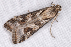 Nomophila corticalis