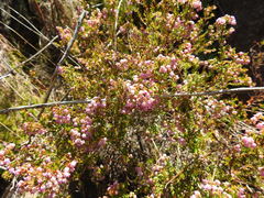 Erica curvirostris