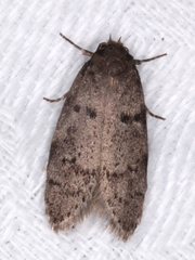 Ericrypsina chorodoxa