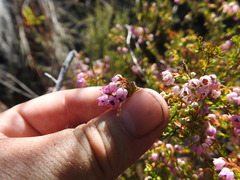 Erica curvirostris