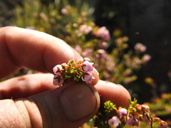 Erica curvirostris