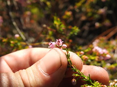 Erica curvirostris