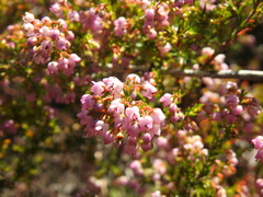 Erica curvirostris