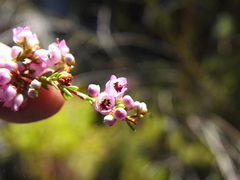Erica curvirostris