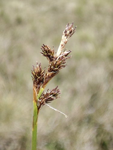 Bonpland's sedge (Carex bonplandii)