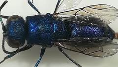 Chrysidoidea