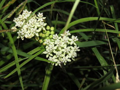 Asclepias woodsoniana