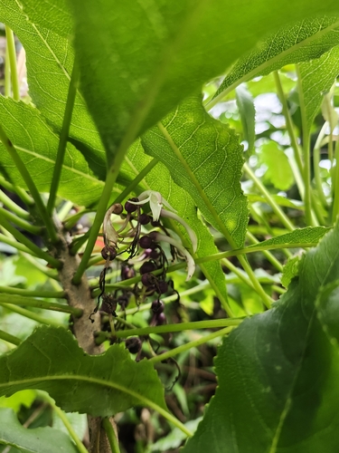 Cyanea angustifolia observed 2025-10-18