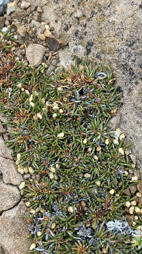 Patagonian Ephedra (Ephedra frustillata)