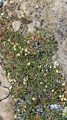 Ephedra frustillata