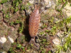 Porcellionides cingendus