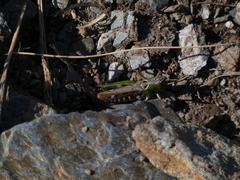 Gomphocerus sibiricus sibiricus