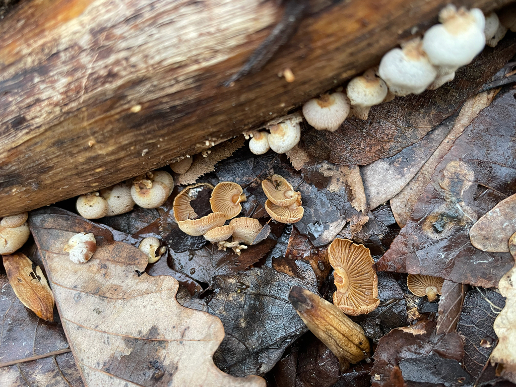 Panellus stipticus · February 2026 · photo: © rinnyvanvan (iNaturalist, cc-by-nc)