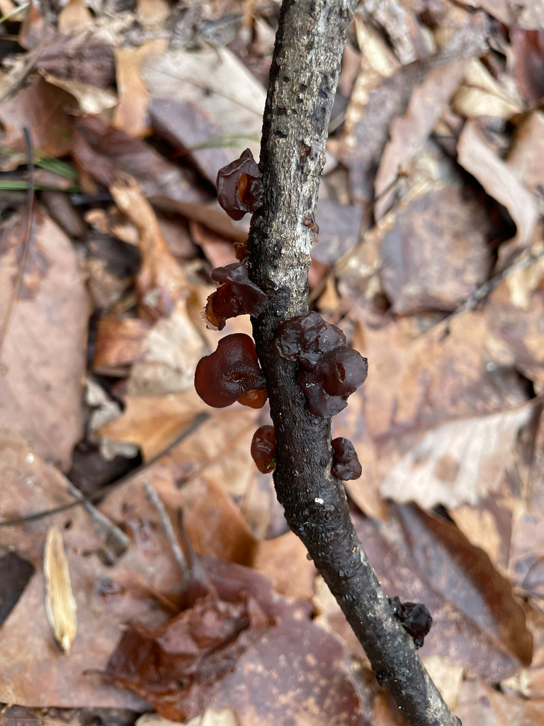 Exidia crenata · February 2026 · photo: © rinnyvanvan (iNaturalist, cc-by-nc)