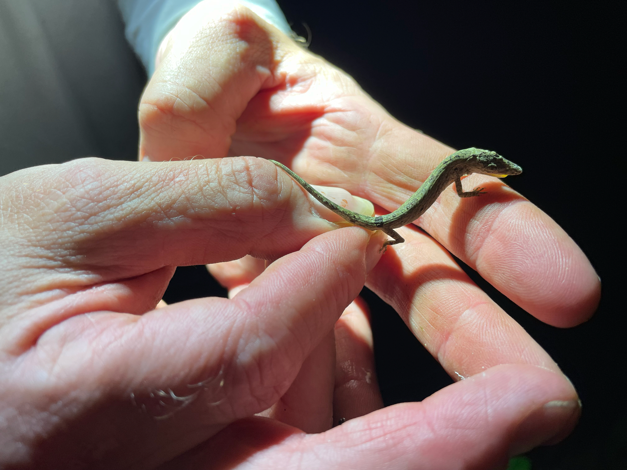 Cabral Anole