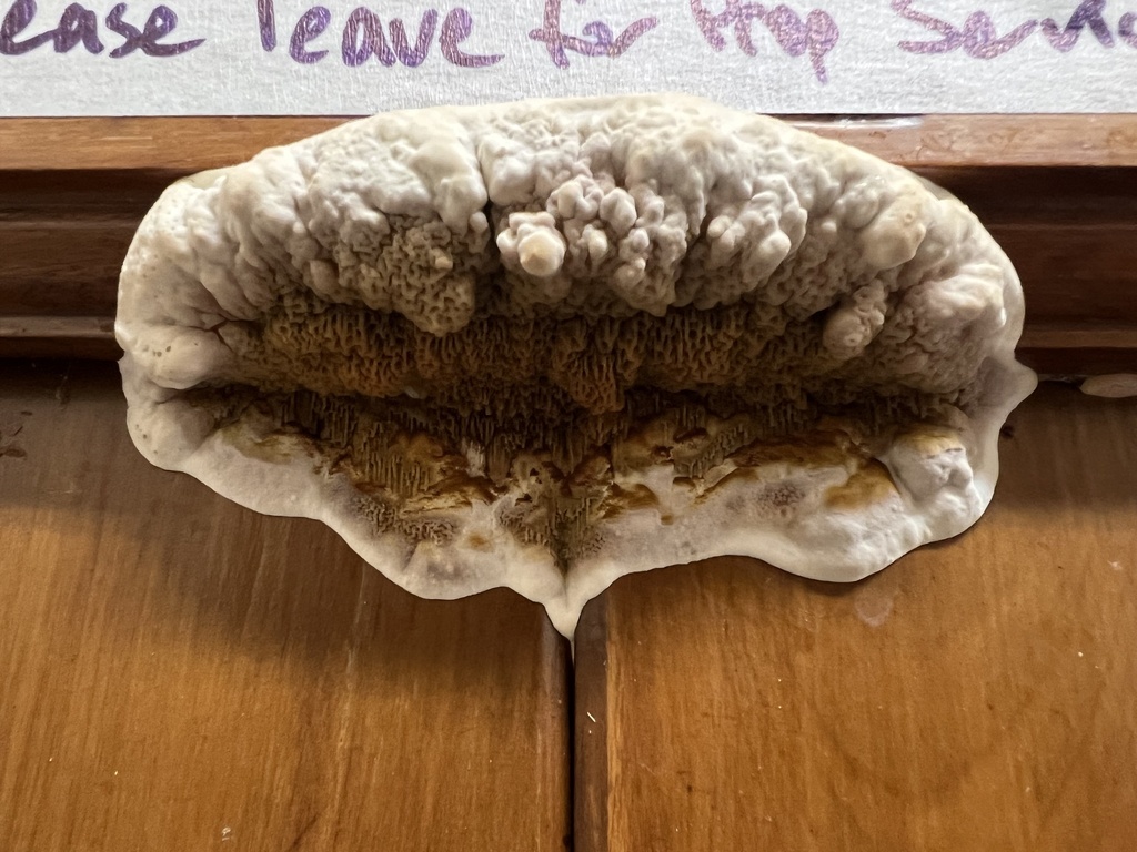 Serpula himantioides