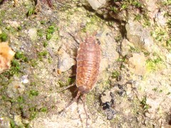 Porcellionides cingendus