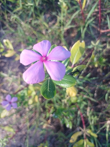 Madagascar Periwinkle