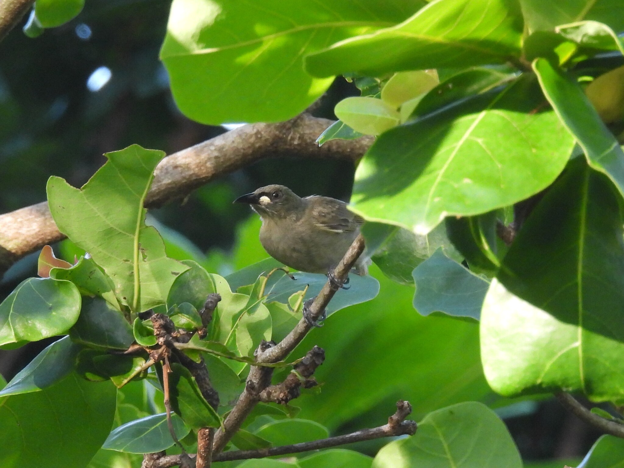 White-gaped Honeyeater (Stomiopera unicolor), photo 2