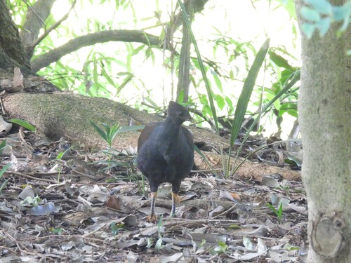 Orange-footed Scrubfowl (Megapodius reinwardt), photo 5