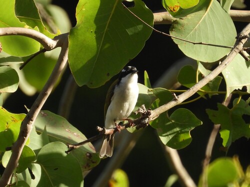White-throated Honeyeater (Melithreptus albogularis), photo 4