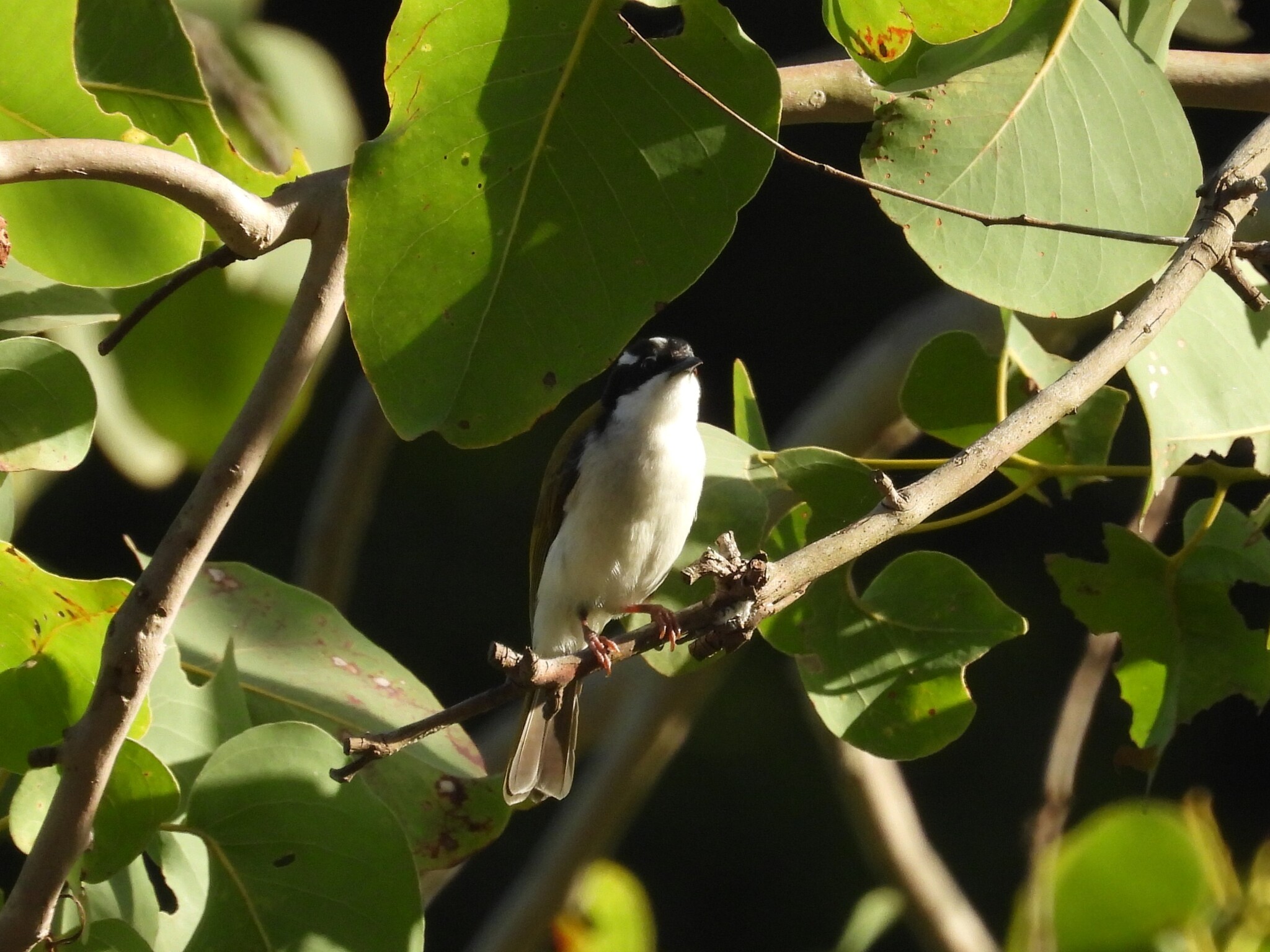 White-throated Honeyeater (Melithreptus albogularis), photo 4