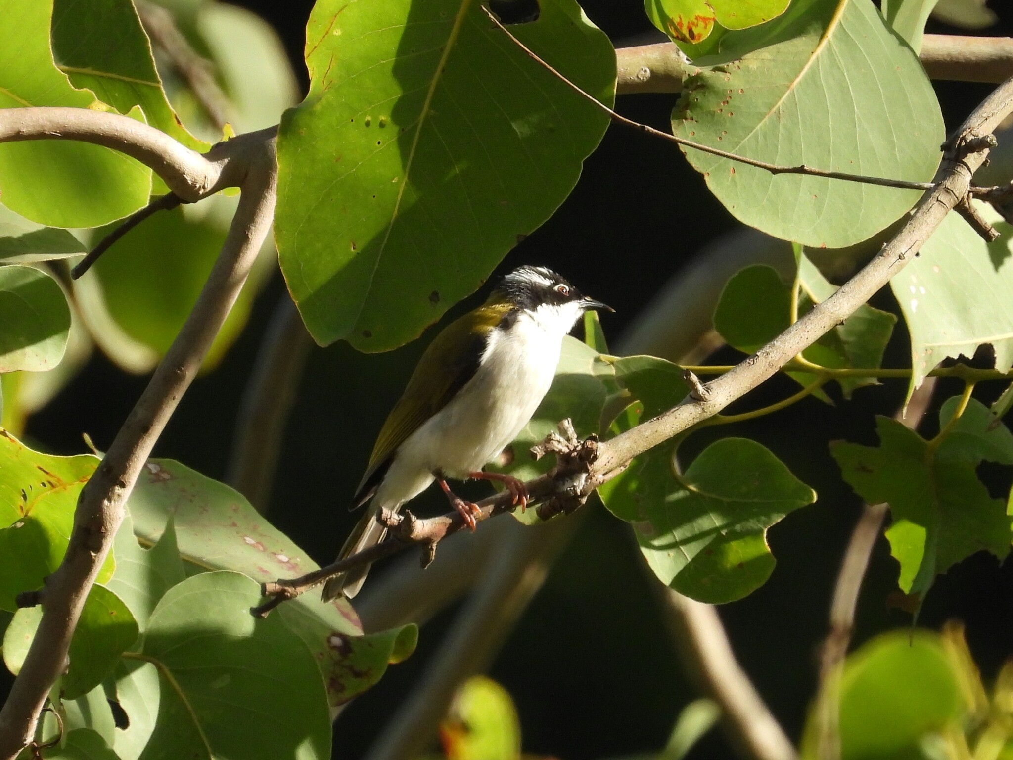 White-throated Honeyeater (Melithreptus albogularis), photo 3