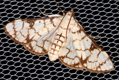 Aphytoceros lucusalis