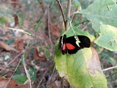 Heliconius hortense