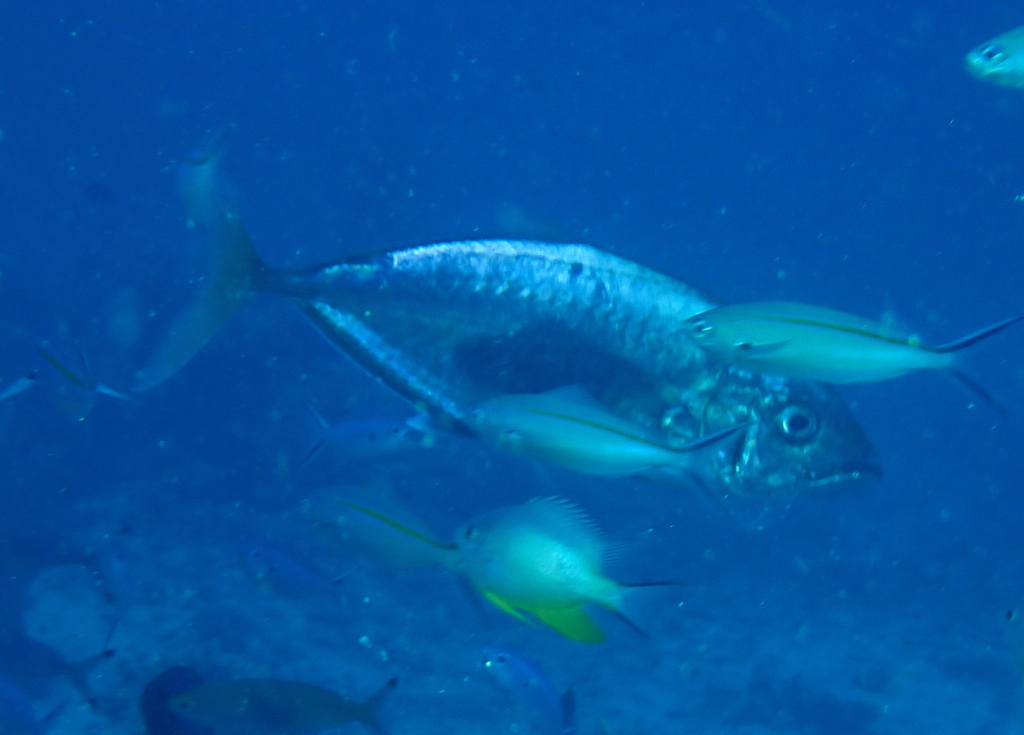 barcheek trevally