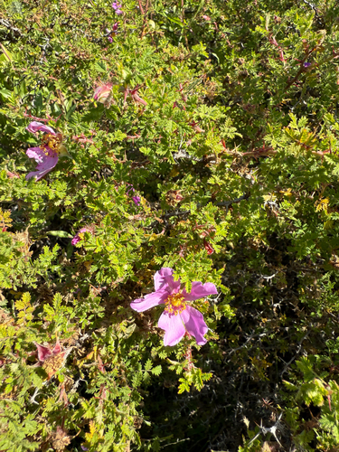 small-leaved rose (Rosa minutifolia)
