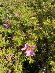 Rosa minutifolia
