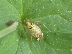 Rhabdomiris striatellus