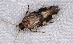 Macrobathra arrectella