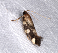 Macrobathra arrectella