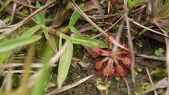 Drosera capillaris