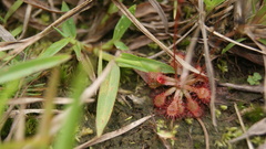 Drosera capillaris