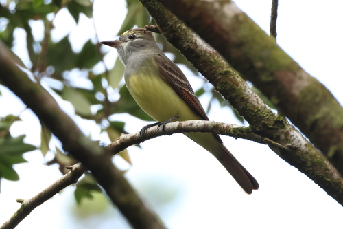 Great Crested Flycatcher (Myiarchus crinitus), photo 10