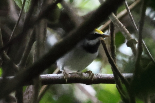 Golden-winged Warbler (Vermivora chrysoptera), photo 4