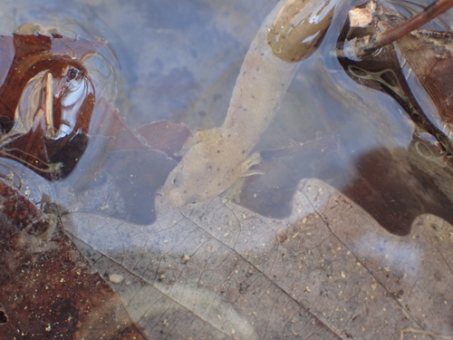Midland Mud Salamander