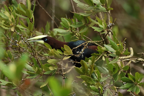 Chestnut-headed Oropendola (Psarocolius wagleri), photo 6
