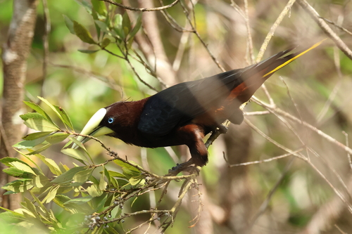 Chestnut-headed Oropendola (Psarocolius wagleri), photo 7