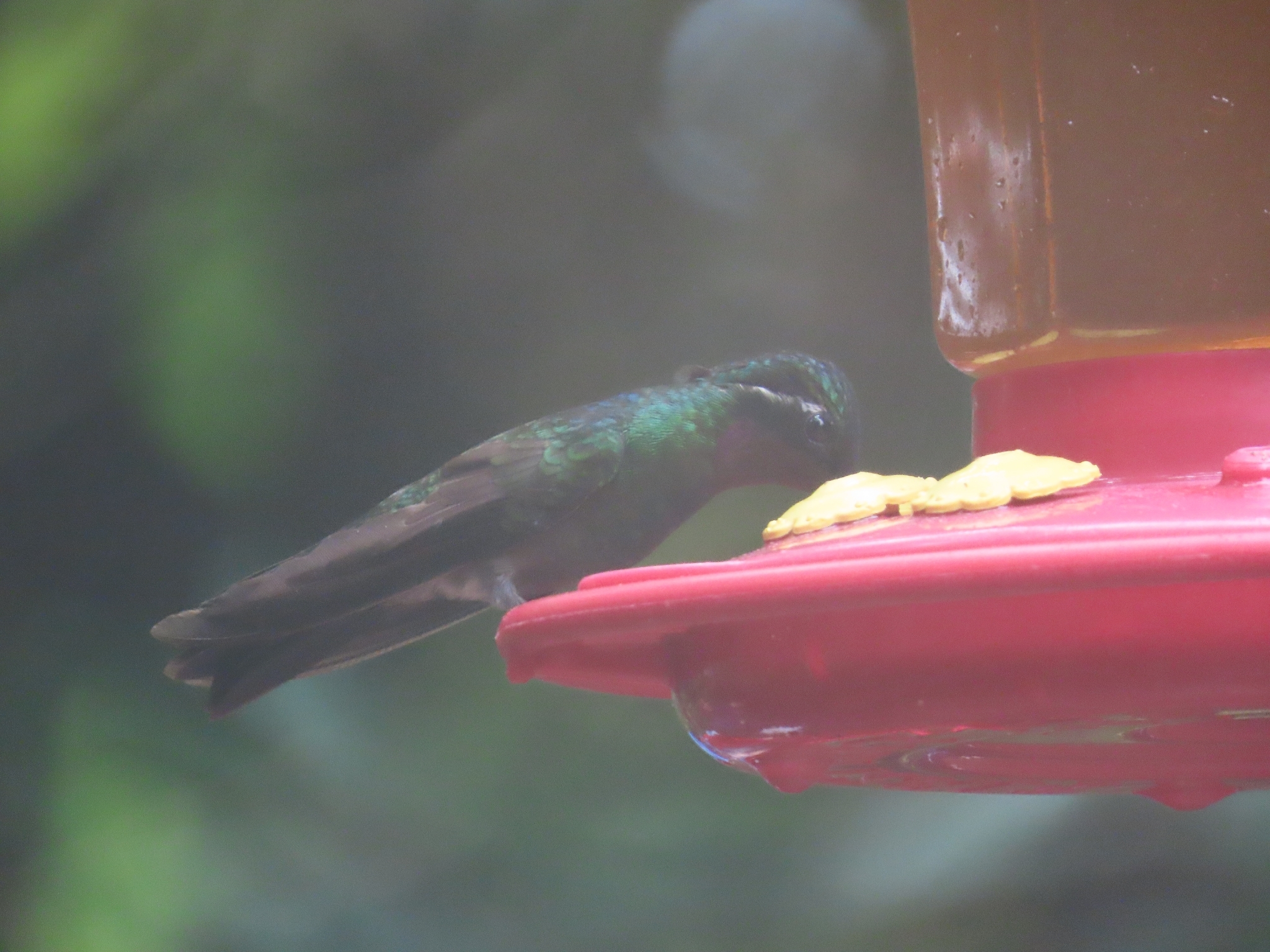 Purple-throated Mountaingem (Lampornis calolaemus), photo 5