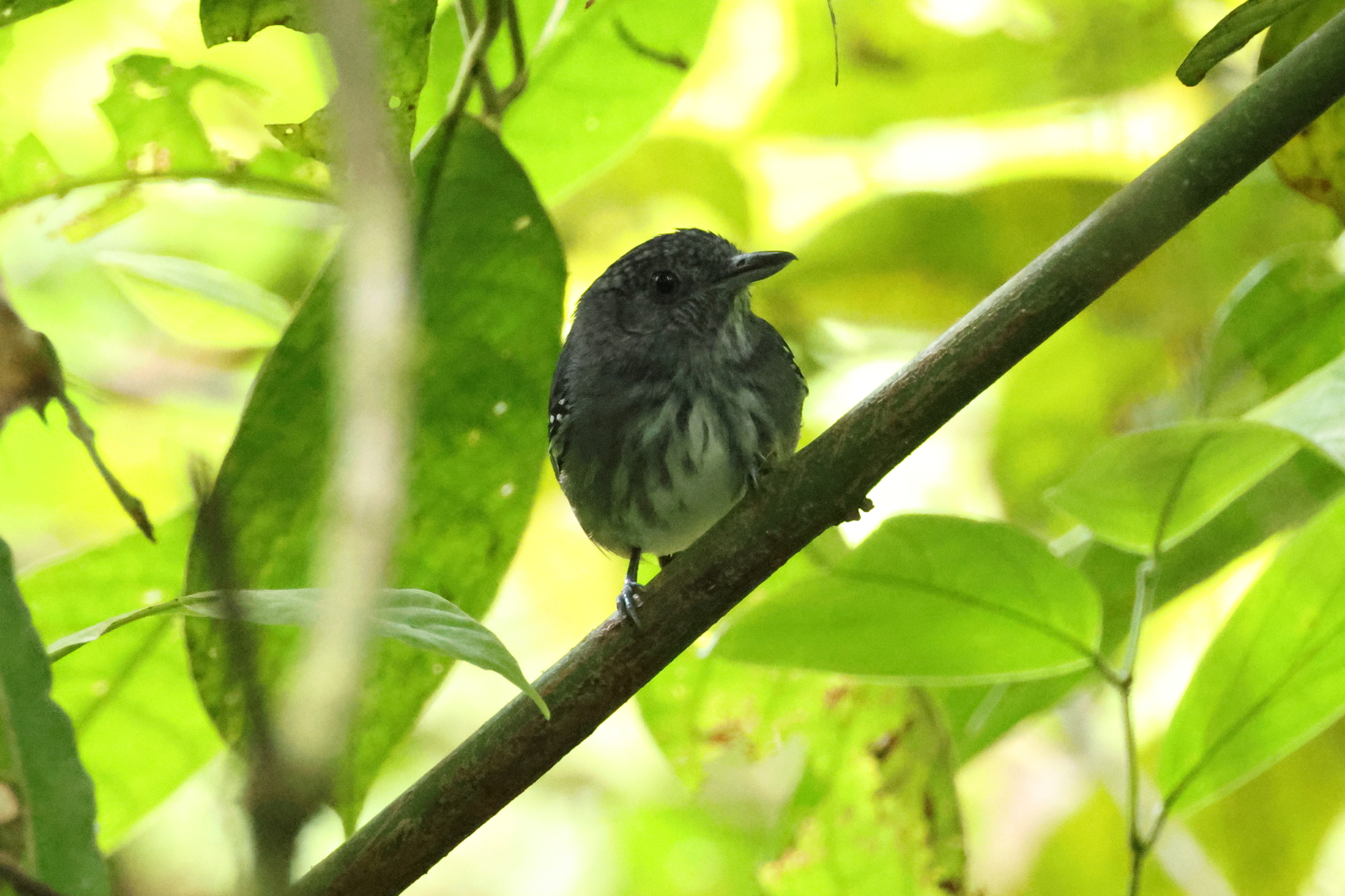 Streak-crowned Antvireo (Dysithamnus striaticeps), photo 3