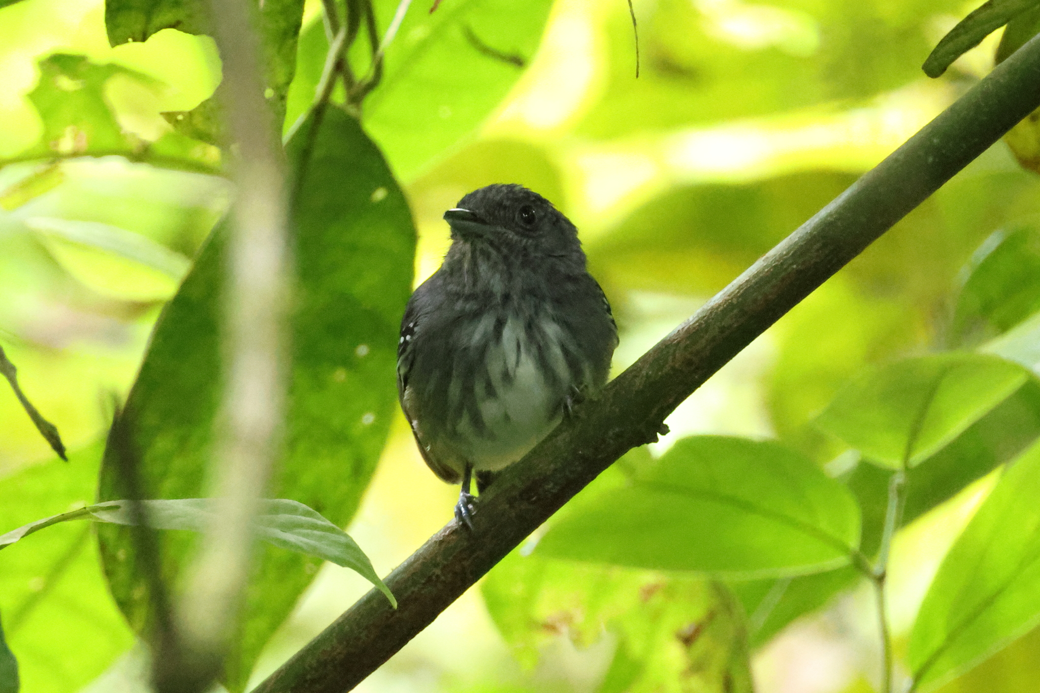 Streak-crowned Antvireo (Dysithamnus striaticeps), photo 4