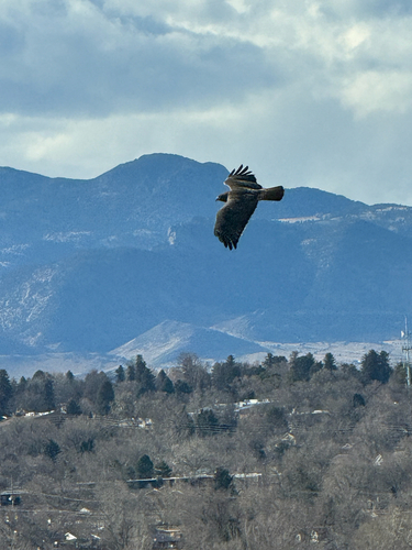Red-tailed Hawk